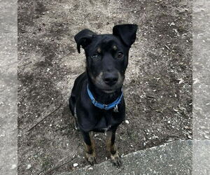 Labrador Retriever-Unknown Mix Dogs for adoption in Coldwater, MI, USA