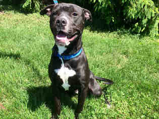 Boxer-Staffordshire Bull Terrier Mix Dogs for adoption in Urbana, IL, USA