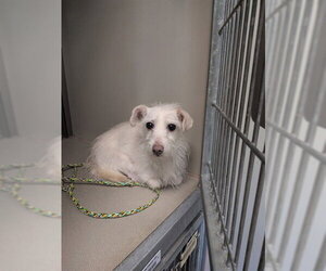 Rat-Cha Dogs for adoption in Sacramento, CA, USA