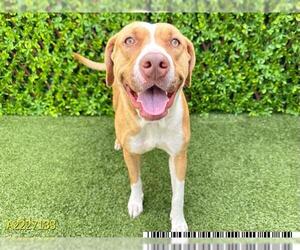 American Pit Bull Terrier Dogs for adoption in West Palm Beach, FL, USA