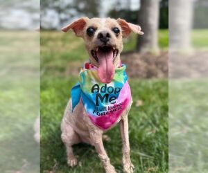 Poodle (Miniature) Dogs for adoption in Arlington, VA, USA