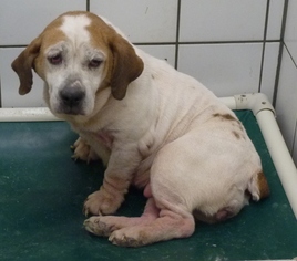 Bully Basset Dogs for adoption in Zanesville, OH, USA