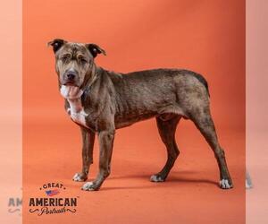 American Pit Bull Terrier-Catahoula Leopard Dog Mix Dogs for adoption in Corona, CA, USA
