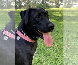 Boxador Dogs for adoption in Woodstock , GA, USA