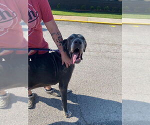Great Dane Dogs for adoption in Bullard, TX, USA