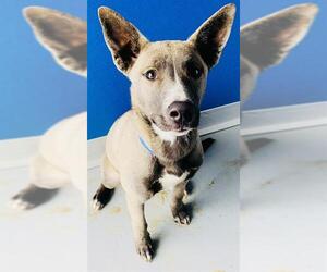 Texas Heeler-Unknown Mix Dogs for adoption in Visalia, CA, USA