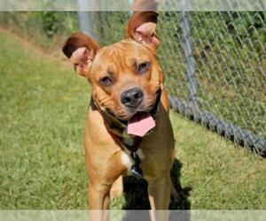Black Mouth Cur Dogs for adoption in Tallahassee, FL, USA