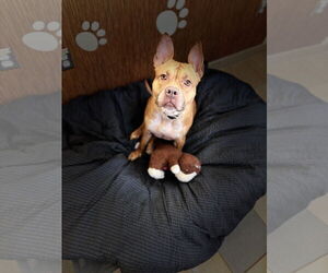 American Pit Bull Terrier-Unknown Mix Dogs for adoption in Virginia Beach, VA, USA