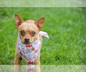 Chihuahua-Unknown Mix Dogs for adoption in Sandy, UT, USA