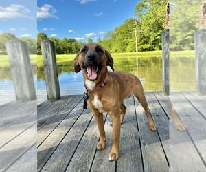 Mutt Dogs for adoption in Boston, MA, USA