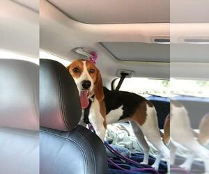 Treeing Walker Coonhound Dogs for adoption in Tampa, FL, USA