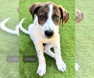 Catahoula Leopard Dog-Unknown Mix Dogs for adoption in Tampa, FL, USA