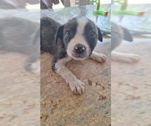 Great Dane-Labrador Retriever Mix Dogs for adoption in San Antonio, TX, USA