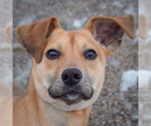 Mutt Dogs for adoption in Huntley, IL, USA