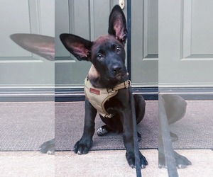 Shepradors Dogs for adoption in Mission Viejo, CA, USA