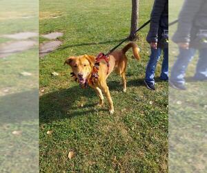 Golden Labrador Dogs for adoption in Belleuve, NE, USA