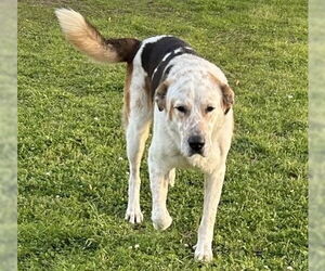 Labrador Retriever-Unknown Mix Dogs for adoption in Houston, TX, USA