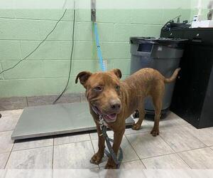 American Staffordshire Terrier-Labrador Retriever Mix Dogs for adoption in Grand Prairie, TX, USA