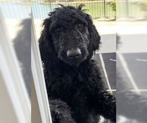 Golden Retriever Dogs for adoption in Fremont, CA, USA