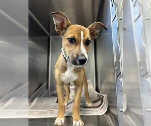 Mutt Dogs for adoption in San Antonio, TX, USA