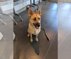 German Shepherd Dog Dogs for adoption in Santa Cruz, CA, USA