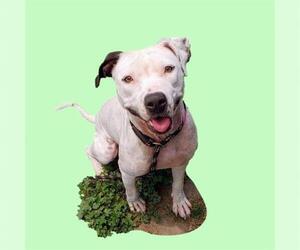 American Pit Bull Terrier-Unknown Mix Dogs for adoption in Long Beach, CA, USA
