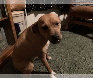 American Pit Bull Terrier-Dachshund Mix Dogs for adoption in Thorndale, TX, USA