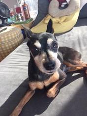 Miniature Pinscher Dogs for adoption in Rochester, MN, USA