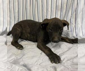 American Pit Bull Terrier-Unknown Mix Dogs for adoption in Modesto, CA, USA