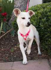 Chihuahua-Whippet Mix Dogs for adoption in Calimesa, CA, USA