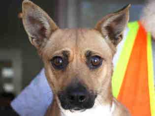 Chiweenie Dogs for adoption in Ojai, CA, USA