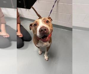 Bull Terrier-Staffordshire Bull Terrier Mix Dogs for adoption in St. Cloud, FL, USA