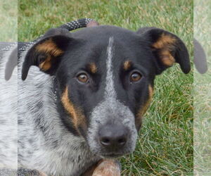Mutt Dogs for adoption in Huntley, IL, USA