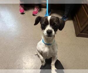Mutt Dogs for adoption in Pasadena, CA, USA