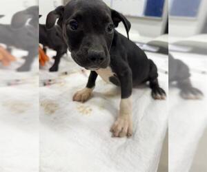 Mutt Dogs for adoption in Baytown, TX, USA