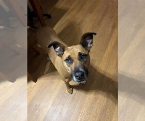 Medium Photo #1 Boxer-Unknown Mix Puppy For Sale in Boston, MA, USA