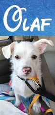 American Eskimo Dog-Unknown Mix Dogs for adoption in DALLAS, TX, USA