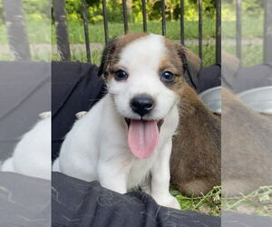 Mutt Dogs for adoption in Aurora, IN, USA