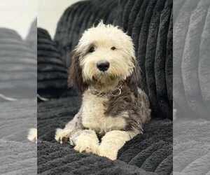 Old English Sheepdog-Unknown Mix Dogs for adoption in Valrico, FL, USA