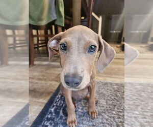 Doberman Pinscher-Unknown Mix Dogs for adoption in Lakewood, CO, USA