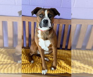 Boxador Dogs for adoption in Genesee, WI, USA