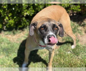 American Pit Bull Terrier-Unknown Mix Dogs for adoption in Tulsa, OK, USA