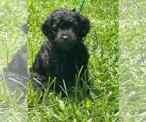 Mutt Dogs for adoption in HOPKINSVILLE/PRINCETON, KY, NH, USA