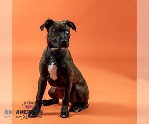 American Pit Bull Terrier-Unknown Mix Dogs for adoption in Corona, CA, USA