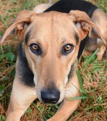 Doberman Pinscher Dogs for adoption in Nashville, IN, USA