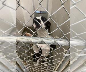 Catahoula Leopard Dog-Unknown Mix Dogs for adoption in Rosenberg, TX, USA