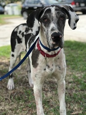 Great Dane Dogs for adoption in Miami, FL, USA