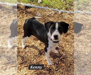 Beagle-Unknown Mix Dogs for adoption in Granbury, TX, USA