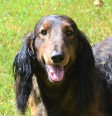 Dachshund Dogs for adoption in Rock Hill, SC, USA