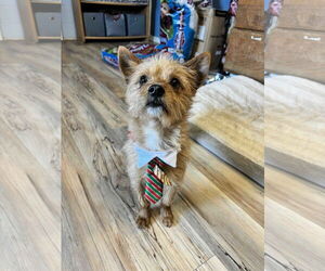 Mutt Dogs for adoption in Shreveport, LA, USA